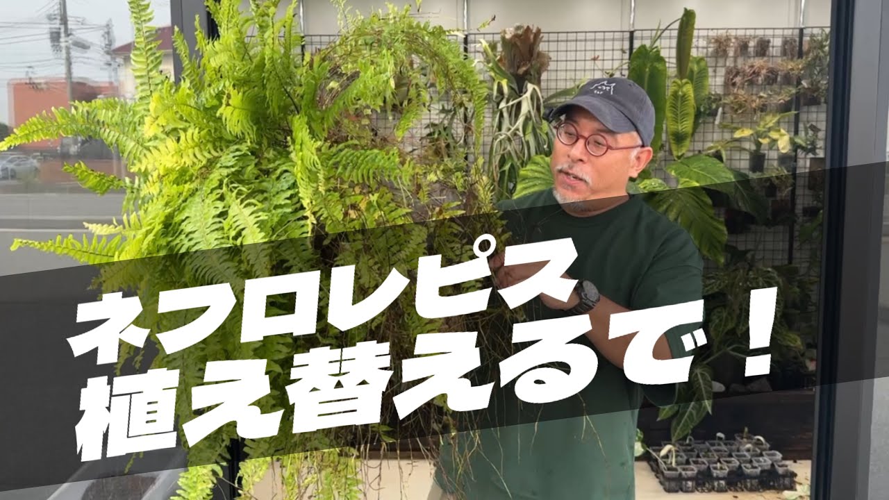 レフロレピス植え替えるで！