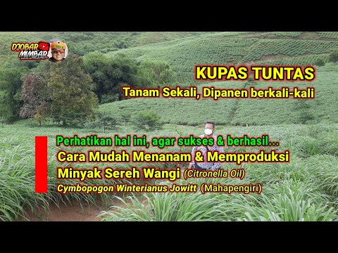 Cara Penanaman Sereh Wangi