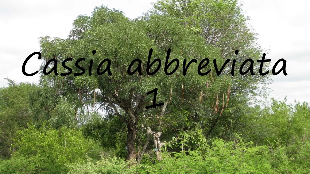 How to pronounce Cassia abbreviata 1 in Italian?