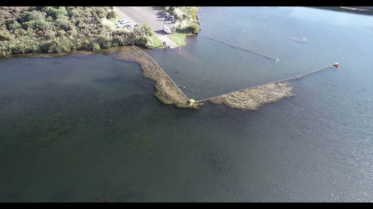 new zealand currency Hornwort investigation Lake Otamangakau