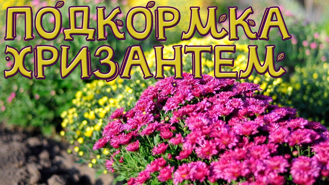Смотреть видео