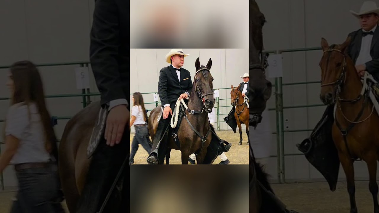 ✨MEMORIAS DEL CABALLO✨🐴MIXTURA DE LA BETULIA🐴