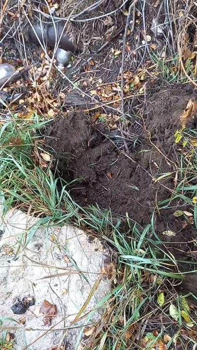 За территорией дачи выкопал продольную яму 15-ого Октября, высаживаю ...