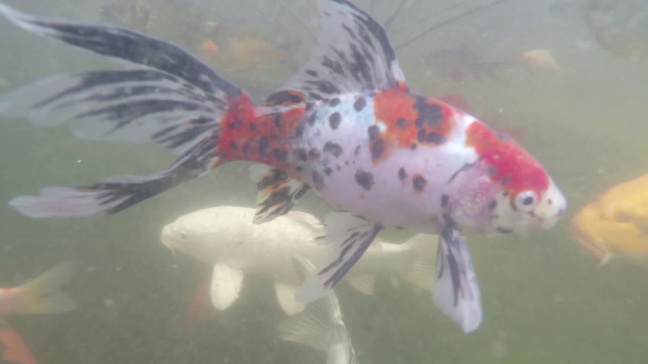 Garden Koi Pond Baby Fish Are Growing Let S Get In The To See Garden Koi Pond Baby Fish Are Growing Let S Get In The To See