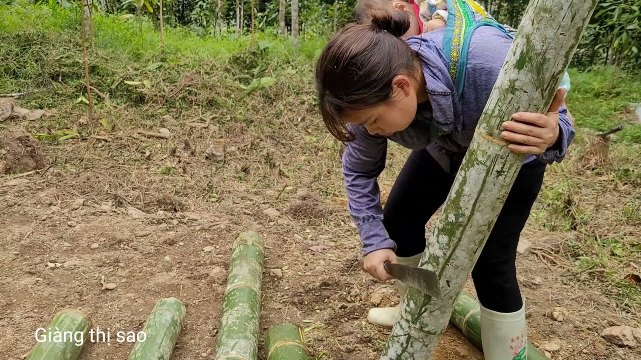 Single mother buys bamboo tree & Makes house pillars  | Giàng thị sao
