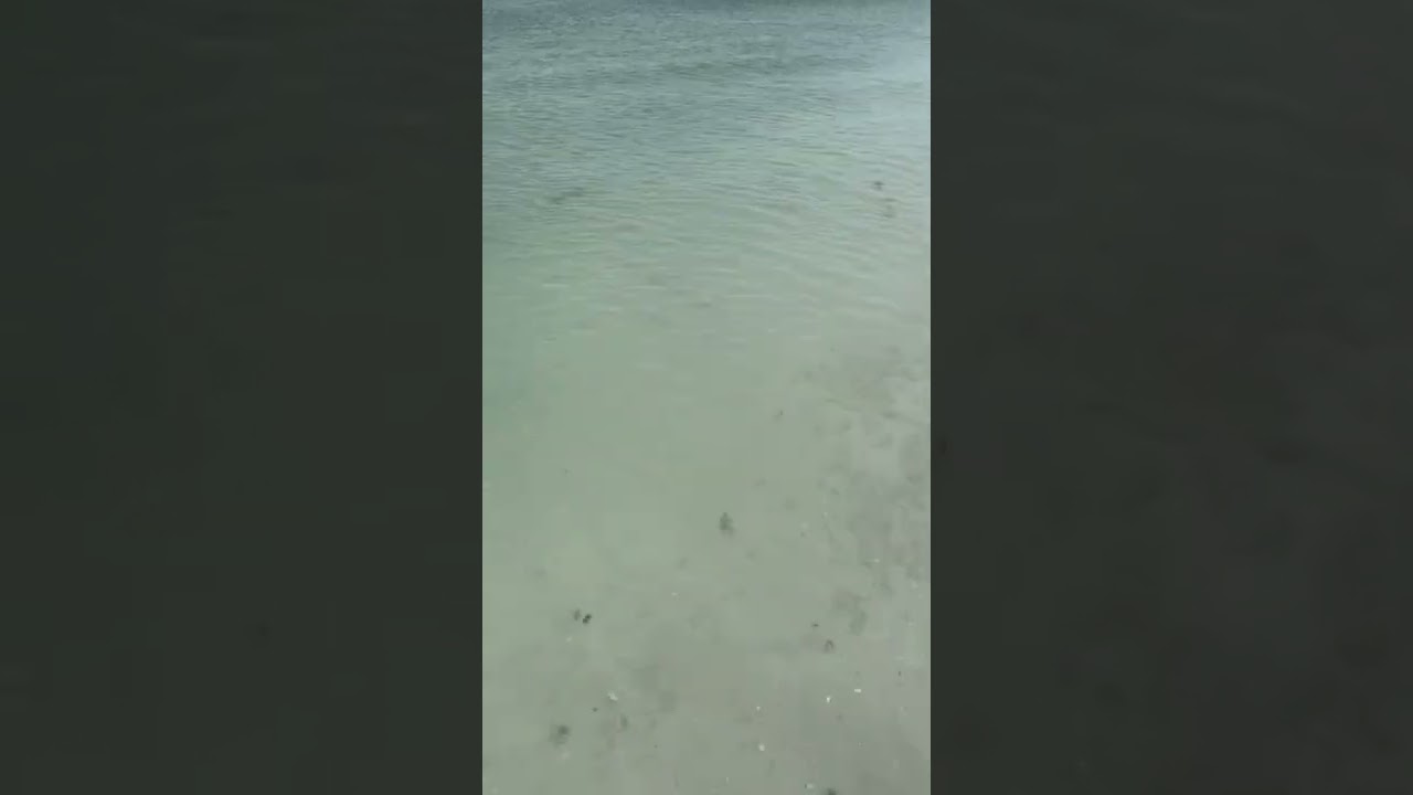 SHELLING SIESTA KEY BEACH