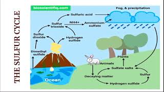 Sulfur Cycle