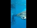 Great white shark swims in to a cage 