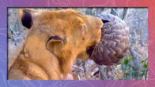 Sharp Teeth VS Sharp Scales  A Pangolin Defends Itself Against a Lion’s Jaws