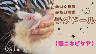 大人しい猫ラグドール。お顔にパックされてぬいぐるみになっちゃいました。 by オリオン ーKYOTO CAT LIFEー 2,392 views 7 months ago 3 minutes, 10 seconds