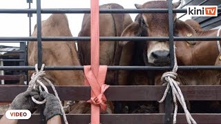 Kerajaan semak semula SOP ibadah korban, sambutan Aidiladha