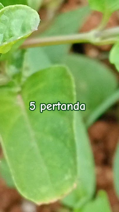 5 pertanda bahwa ALLAH sudah sangat sayang padamu #sholawat