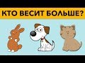 5 ГОЛОВОЛОМОК ДЛЯ 5 КЛАССА, КОТОРЫЕ НЕ РЕШИТЬ ВЗРОСЛЫМ