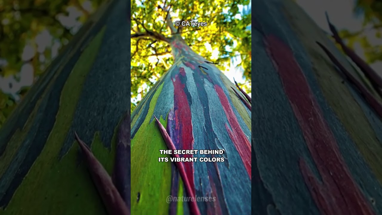 The Rainbow Tree - YouTube