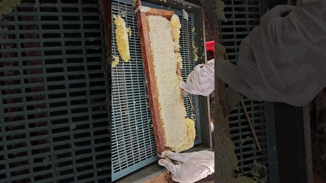 From Hive to Jar – Harvesting Pure Honeycombs During Flow Season