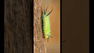 Várias espécies de lagartas diferentes #caterpillar #insects #animals #shorts