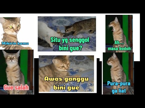 Stiker wa kucing lucu Stiker whatsapp lucu