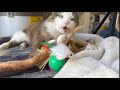 My Cat Went Crazy For These Toys!