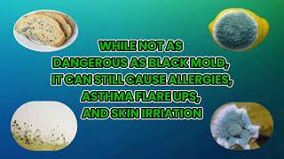 Top 5 Most Common Types of Mold