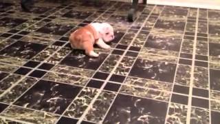 Bulldog puppies learning to walk