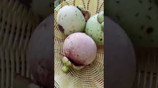 Beberapa  jenis Buah yang ada di Perkarangan rumah #youtubeshorts #fruit #buahbuahansegar