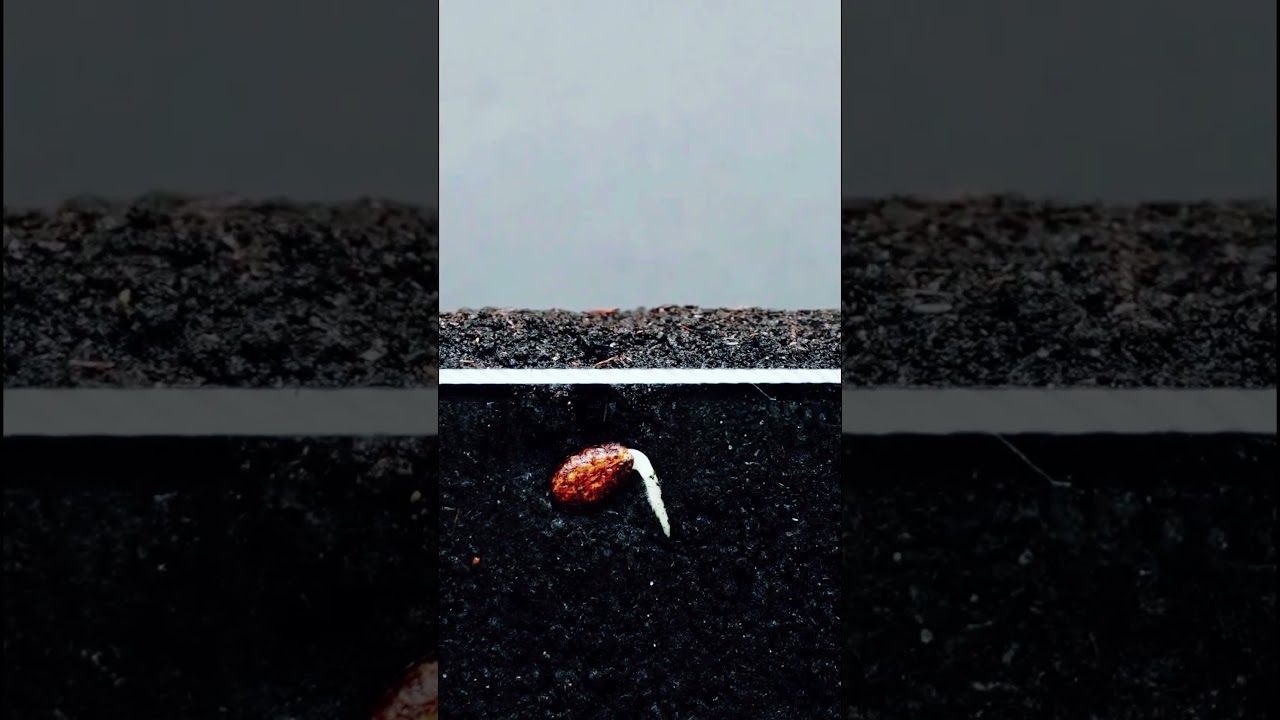 The process of growing watermelon seeds 