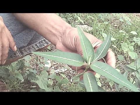 Video: Rumput Apa Yang Tidak Boleh Diberikan Kepada Kelinci Dan Mengapa