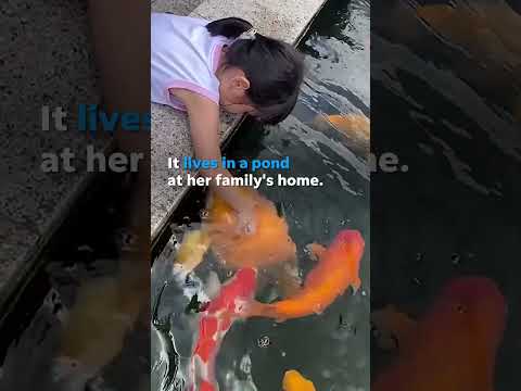 Adorable 5-year-old feeds beloved pet koi fish that weighs over 50 pounds #Shorts