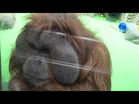 #Москвастобой — Будни Московского зоопарка: экскурсия по дому орангутанов и горилл