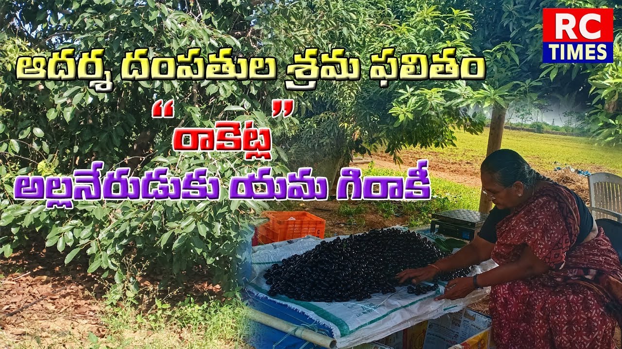 ఆదర్శ దంపతుల శ్రమ ఫలితం౹౹ అల్లనేరేడుకు యమ గిరాకీ౹౹