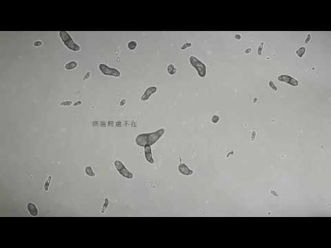 SKG奈米鋅離子抗菌及抗病毒、殺菌、滅菌、除菌 OEM工廠直營