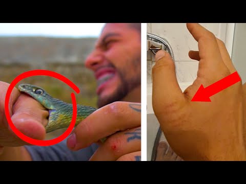 Video: Șarpele viperă mușcă?