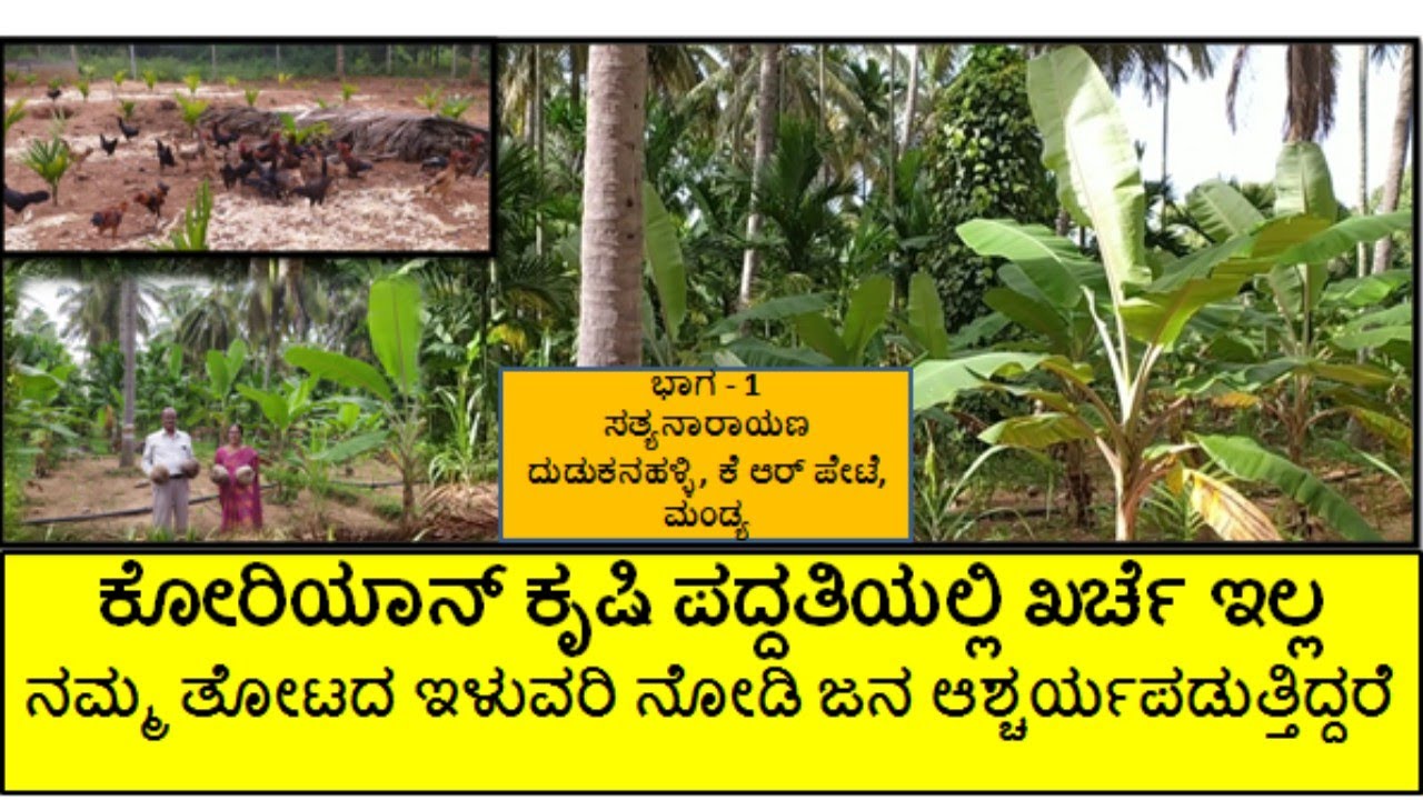 ಉಳುಮೆ ಇಲ್ಲ ಖರ್ಚು ಇಲ್ಲ ಕೊರಿಯನ್ ಪದ್ಧತಿ ಕೃಷಿಯಿಂದ ಆದಾಯ ದ್ವಿಗುಣಗೊಂಡಿದೆ (E- 01)