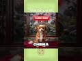 CÂINELE CARE A VENIT DIN CHINA!