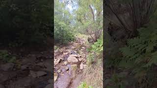 Mt Lemmon