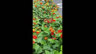 蝶が舞うランタナ 植えてはいけない なぜ Bluebottle Butterfly 東上野 アオスジアゲハ蝶 Graphium Sarpedon Lantana Youtube 蝶が舞うランタナ 植えてはいけない なぜ Bluebottle Butterfly 東上野 アオスジアゲハ蝶 Graphium Sarpedon Lantana Youtube