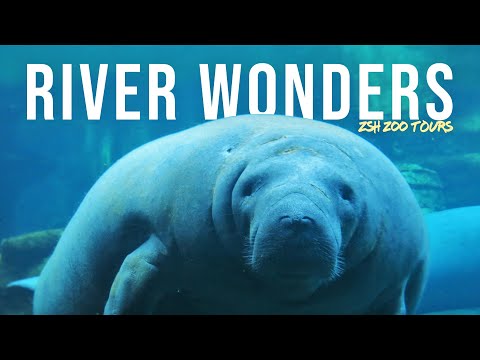River Wonders Zoo Tour | Pandas &amp; Manatees at Singapore Zoo!