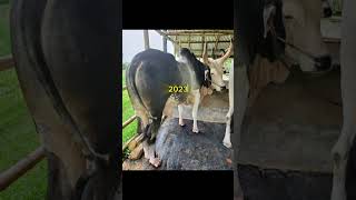 Mashallah #cow #mashallah #bull