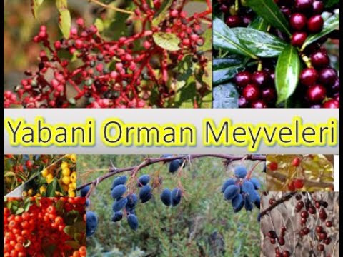 Video: Yabani Meyveler (yaban Mersini Ve Kızılcık)