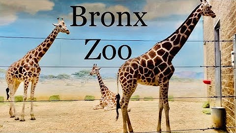 Exploring the Bronx Zoo