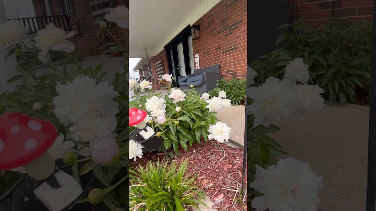 IN LOVE ♥️SPRING FLOWERING PLANTS #asmr #today #spring #flowers #plants #nature #shorts #usa