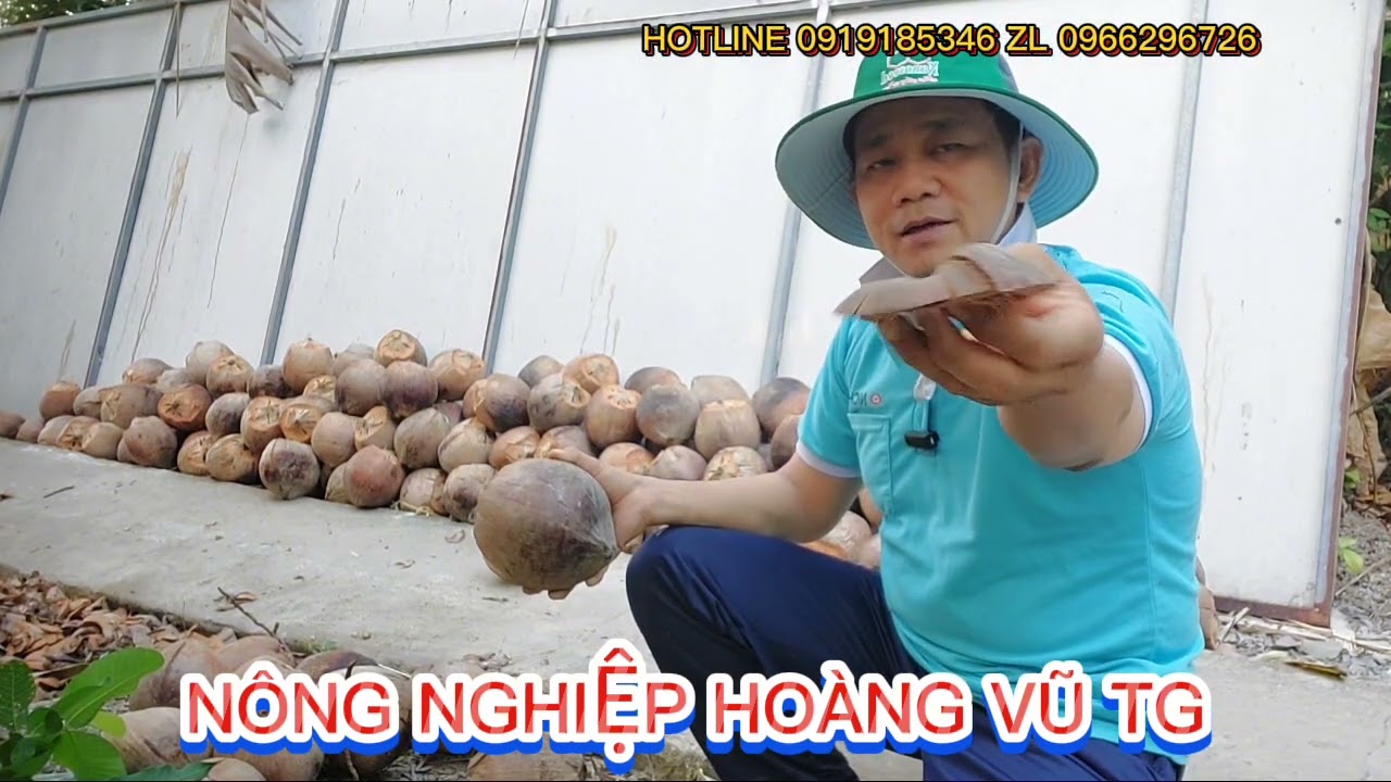 Cách ươm dừa giống giúp đạt tỷ lệ nảy mầm cao và cây con khỏe