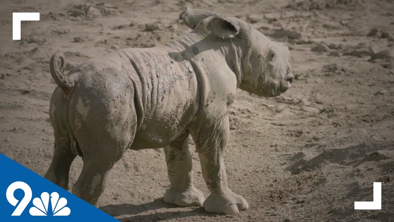 Zoo celebrates birth of baby white rhino - YouTube