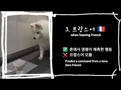 Fun Analysis of Samoyed's multilingual understanding (🚨Unscientific) | 다국어 이해? 재미난 분석 (단, 완전 비과학적)