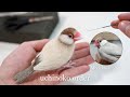 羊毛フェルトで文鳥を作る過程/ The process of making a Java sparrow with wool felt.