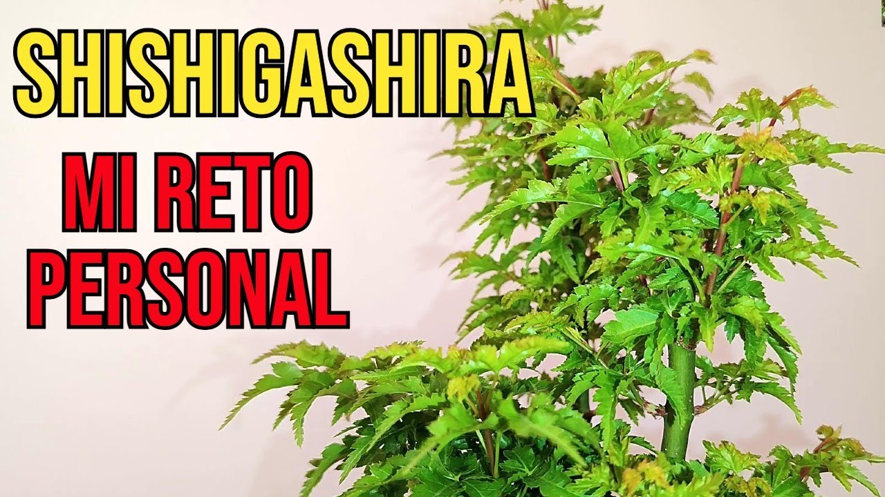 BONSÁI - ¡NUEVOS! Arce Palmatum SHISHIGASHIRA llegan a mi a Colección.