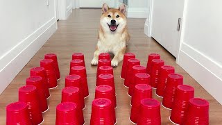 How smart is a Shiba Inu? Intelligence Test  Shiba Inus Play Shell Game