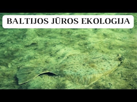 Baltijos jūros ekologija | Lietuvos jūrų muziejus