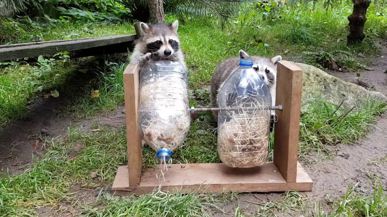Life At The Zoo Enrichment For The Raccoons YouTube