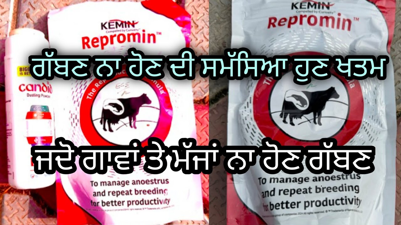 how to get pregnant fast real tips that work ! Kemin repromin cow buffalo 🐄 buffalo 🦬|